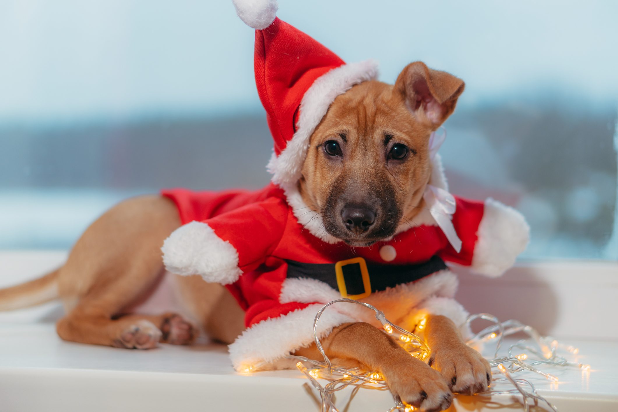 Santa Claus. Dog dressed as Santa Claus.