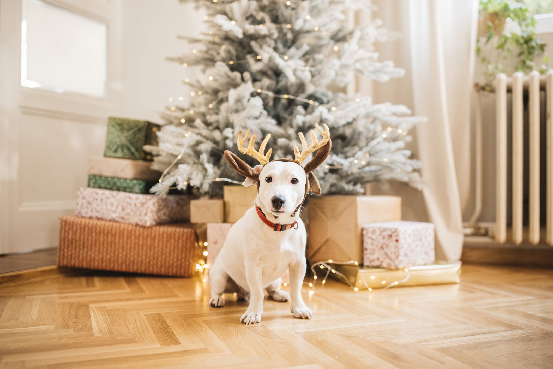 New pet for Christmas