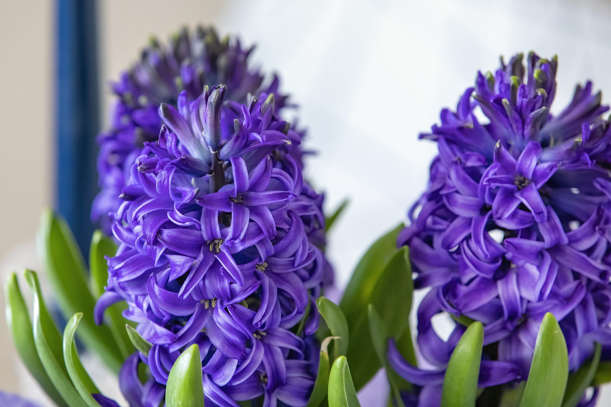 Purple Hyacinth