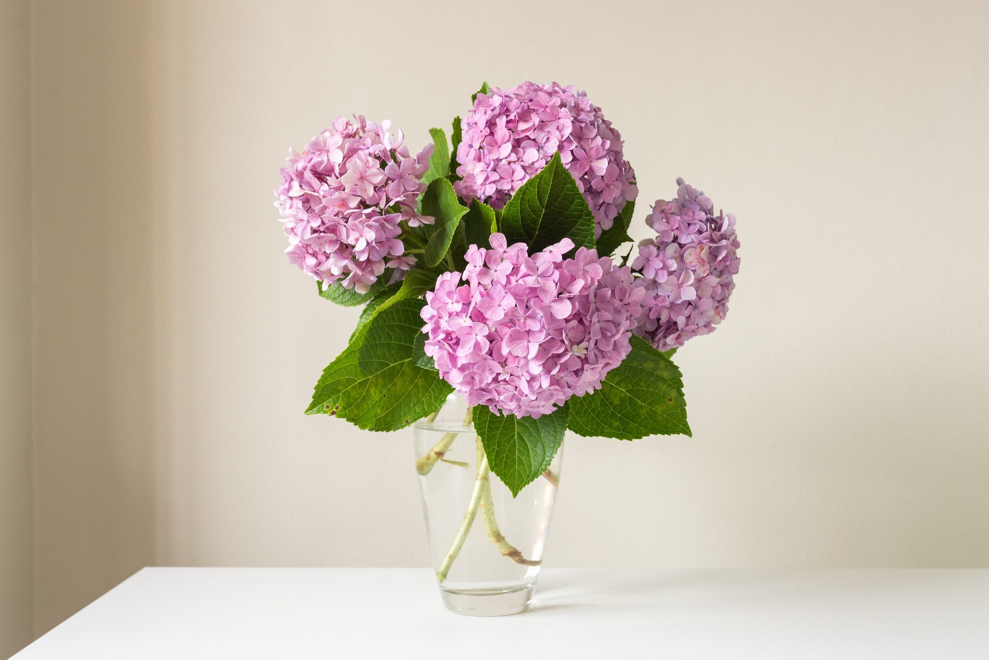 Pink hydrangeas on glass vase on white table