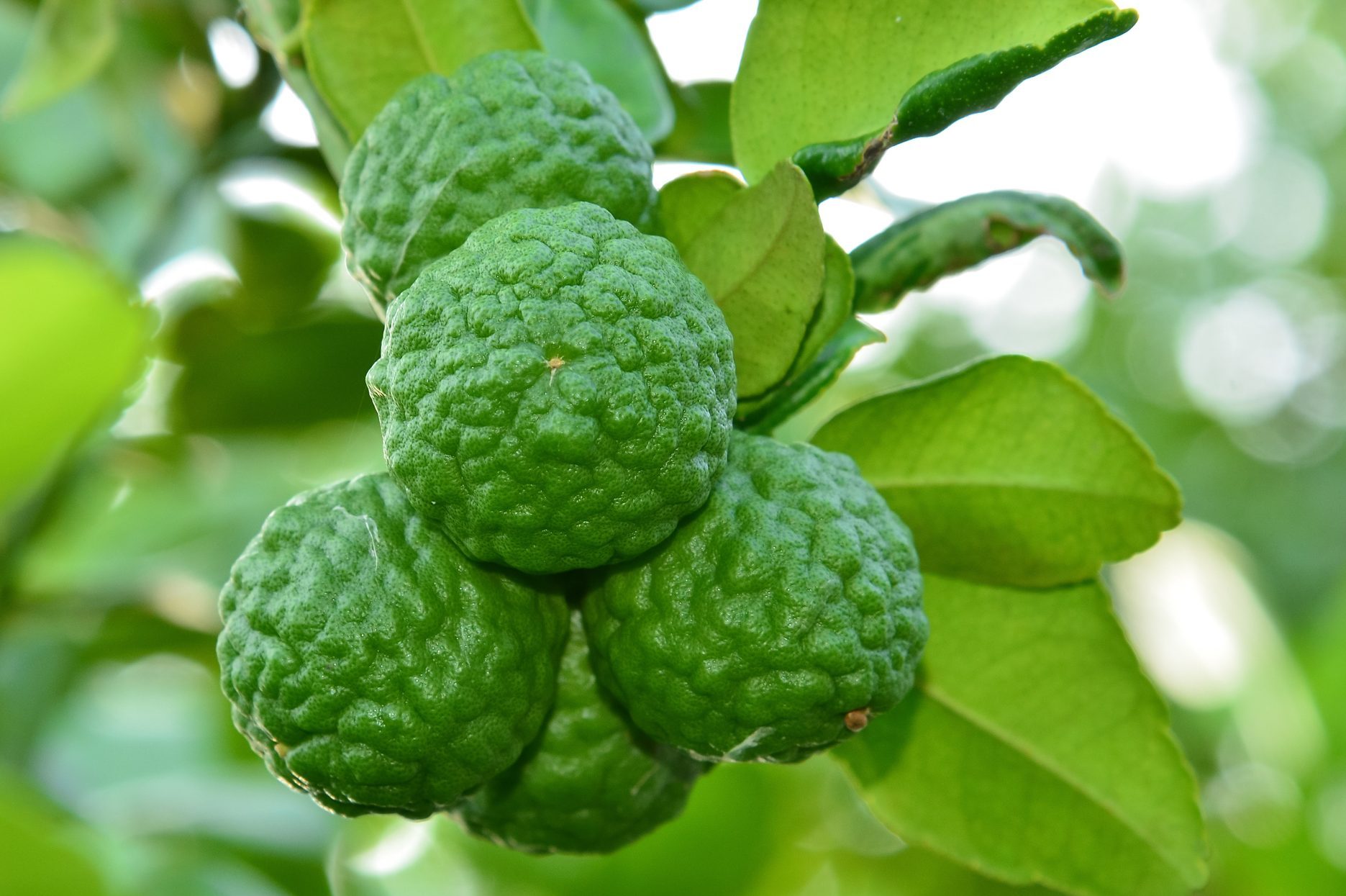 Low Angle View Of Kaffir Limes Growing On Tree