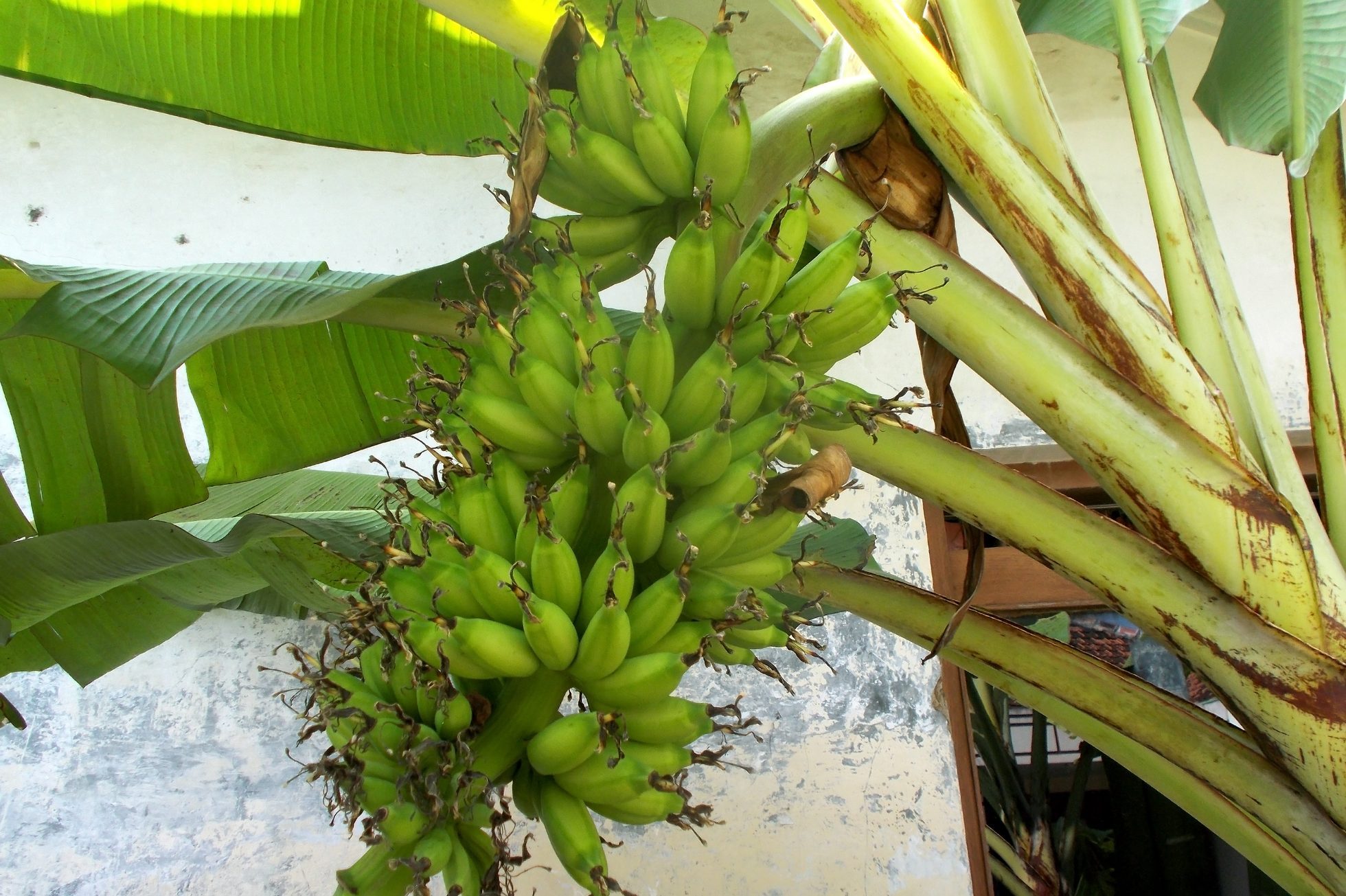 lady finger small banana tree
