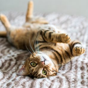 A tabby cat lies on its back, stretching paws, on a patterned blanket.