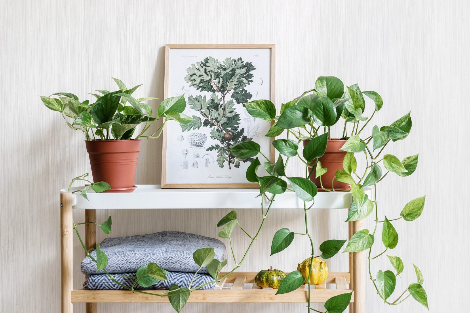 Houseplants and home decor on table in room