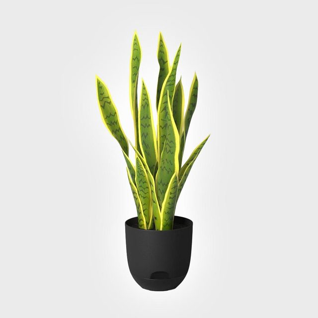 Potted snake plant with tall, pointed leaves, featuring yellow edges and green patterns, stands against a plain white background.