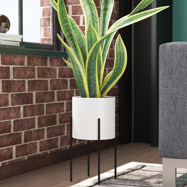 A green plant stands in a white pot on black legs beside a brick wall and window.