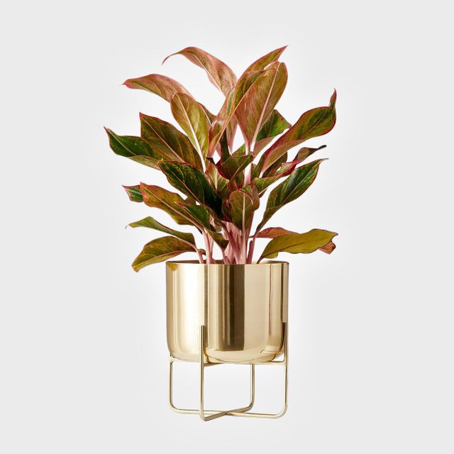 Plant with broad, variegated leaves sits in a glossy gold planter on a metallic stand, against a plain white background.
