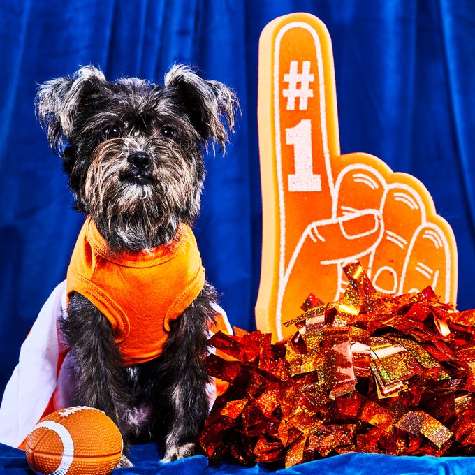 Effie 2023 Puppy Bowl Courtesy Warner Bros. Discovery