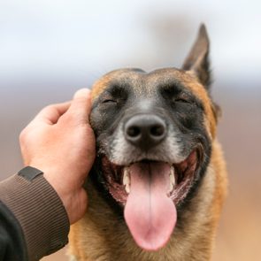 Dog being petted, eyes closed, mouth open with tongue out, in an outdoor setting.