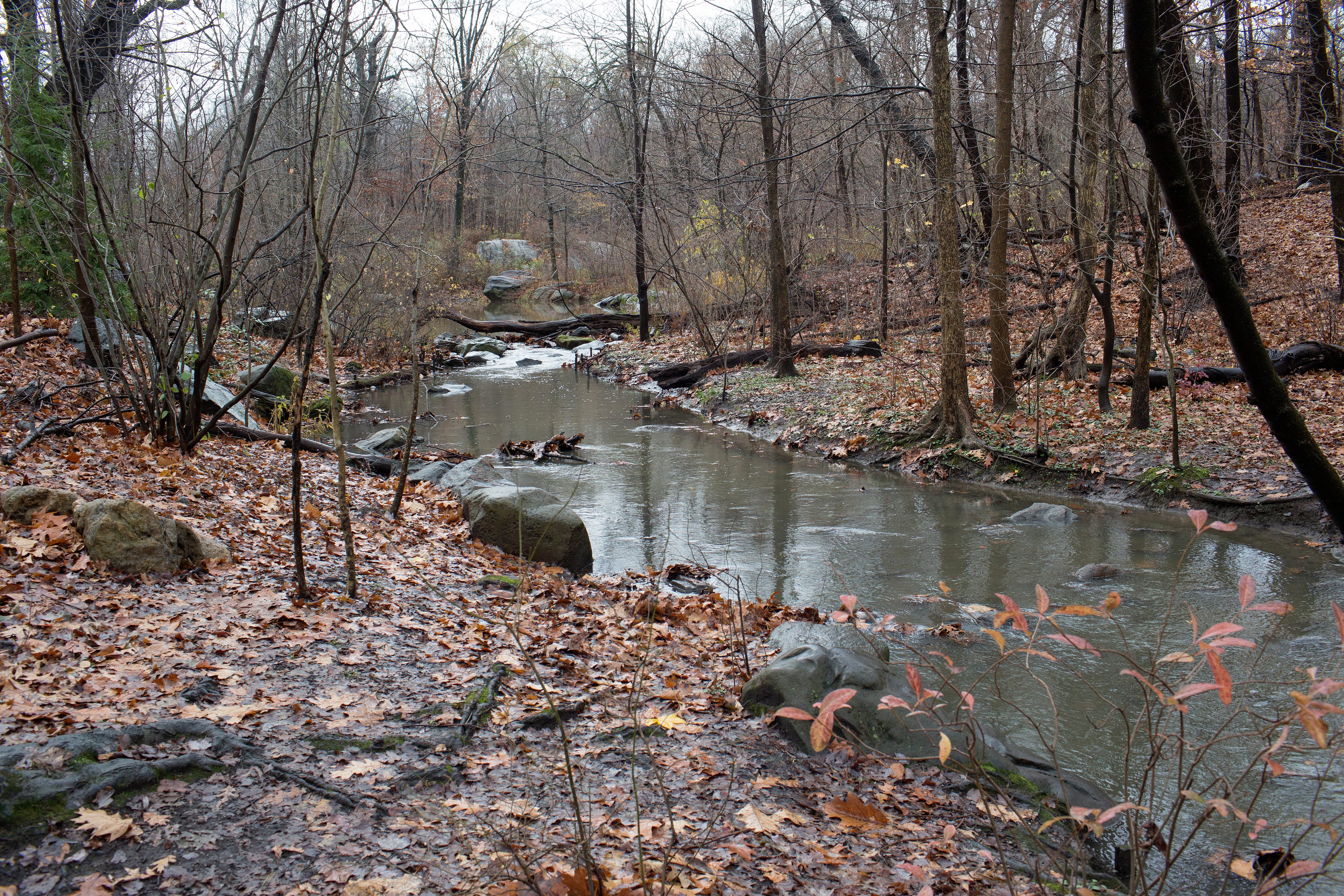 A small stream flows through a leaf-covered forest, surrounded by rocks and bare trees on a cloudy autumn day.