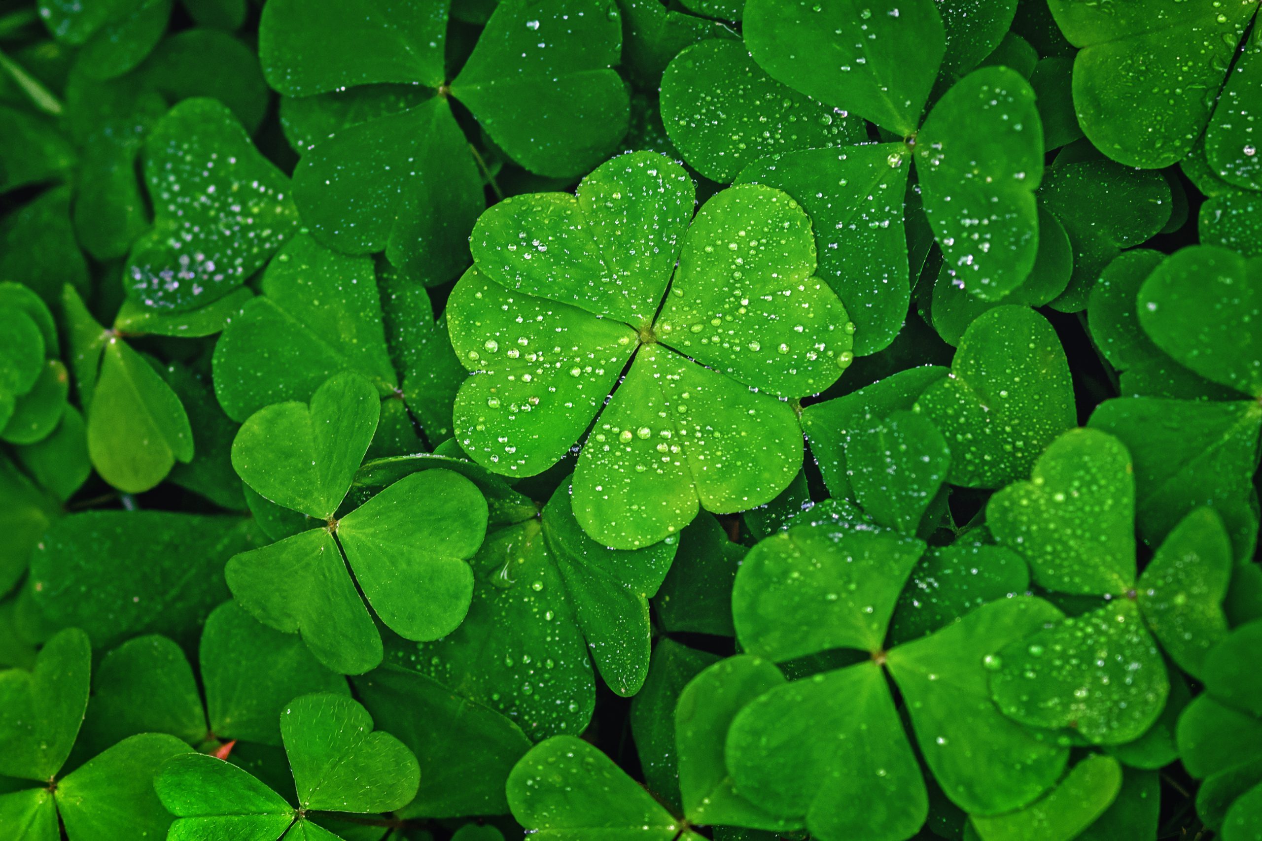 Bright green clovers display water droplets, nestled closely together, creating a lush, vibrant patch.