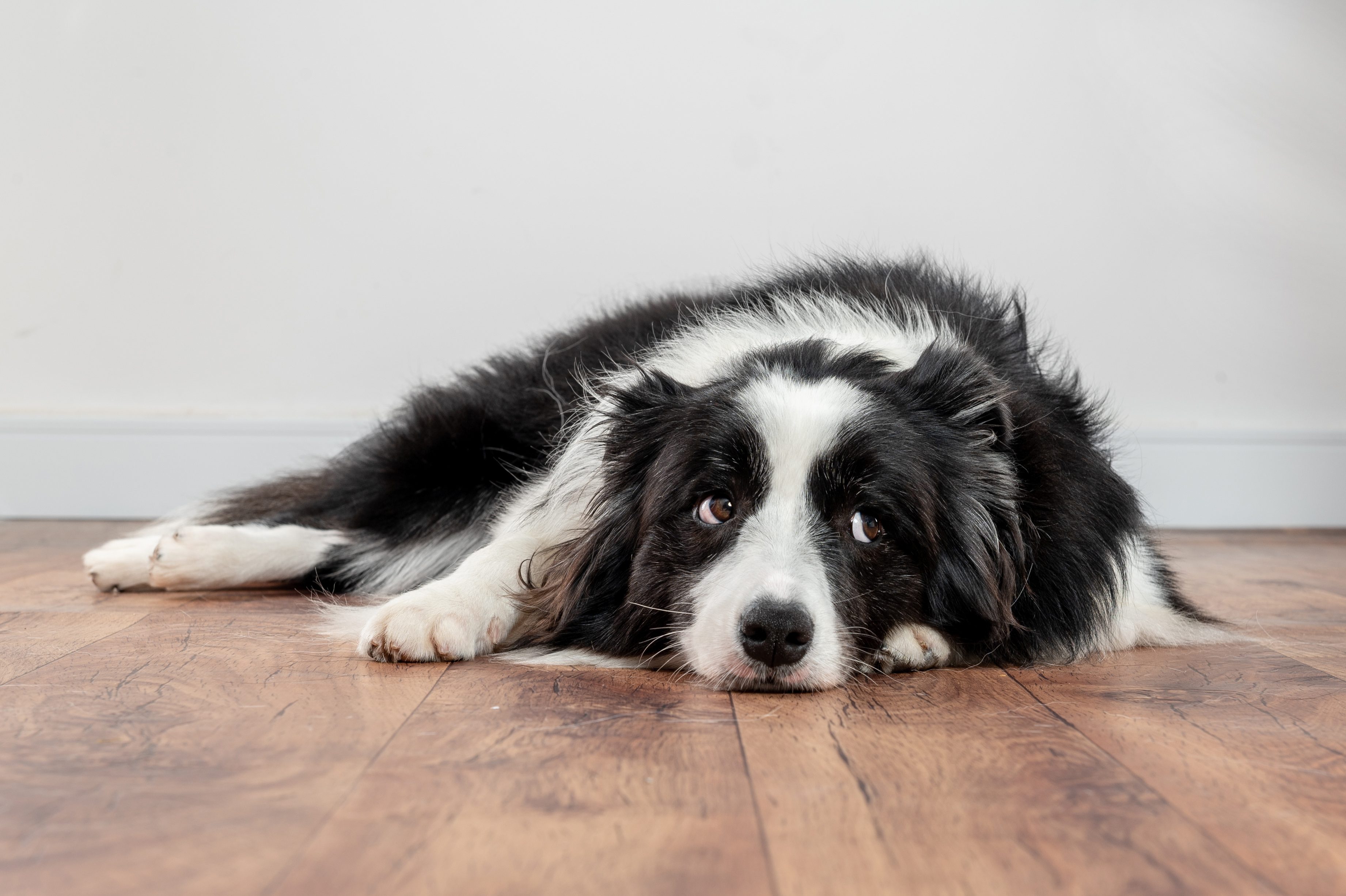 A black-and-white dog rests on a wooden floor, appearing relaxed, in a sparse indoor setting.