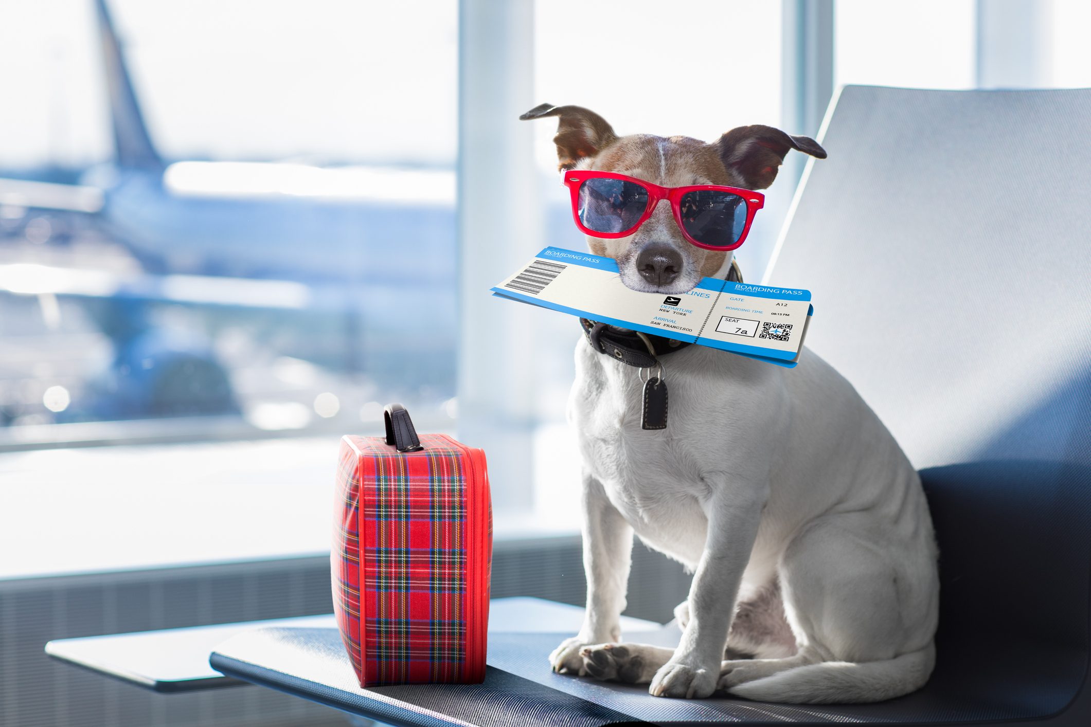 How to Get Through a TSA Security Line With Your Pet