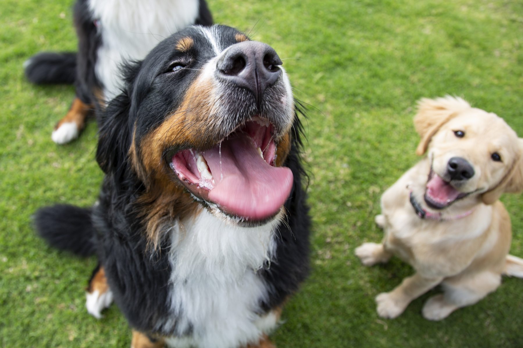 Dogs sitting happily on grass, tongues out, enjoying outdoors.