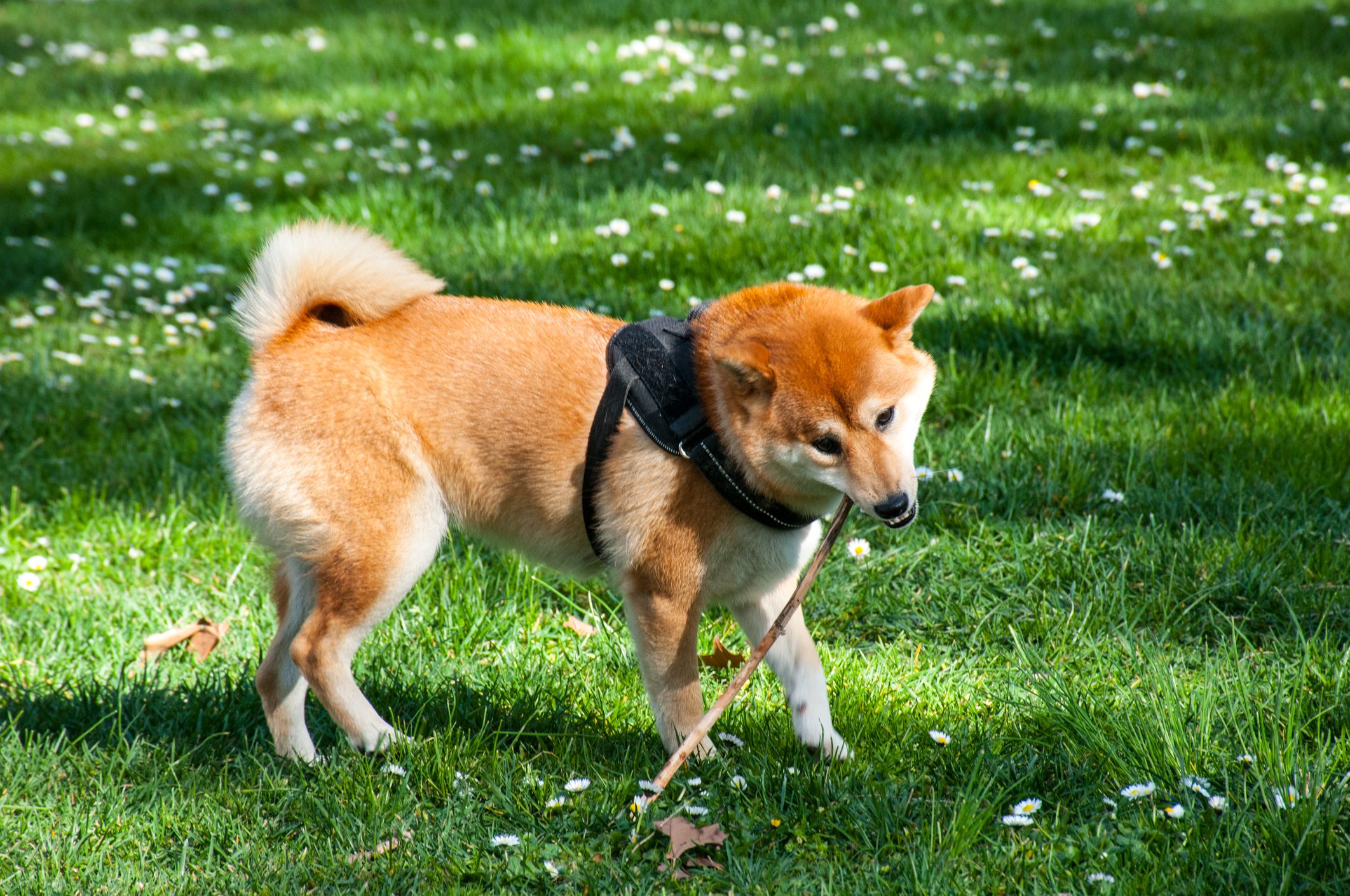 Dog chewing a stick, wearing a harness, standing on grass with small white flowers scattered around.