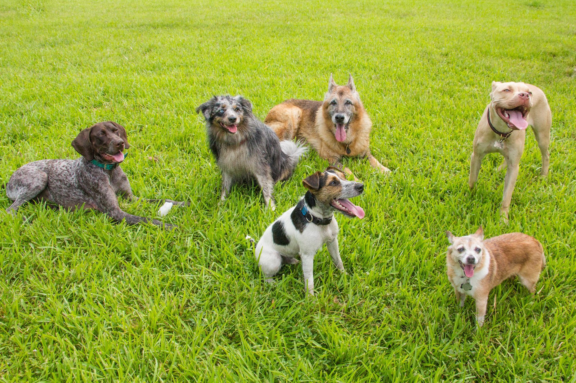 Six dogs sit or stand happily with tongues out on a vibrant green grassy field.