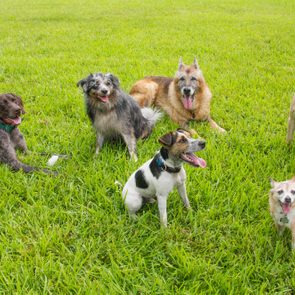 Six dogs sit or stand happily with tongues out on a vibrant green grassy field.