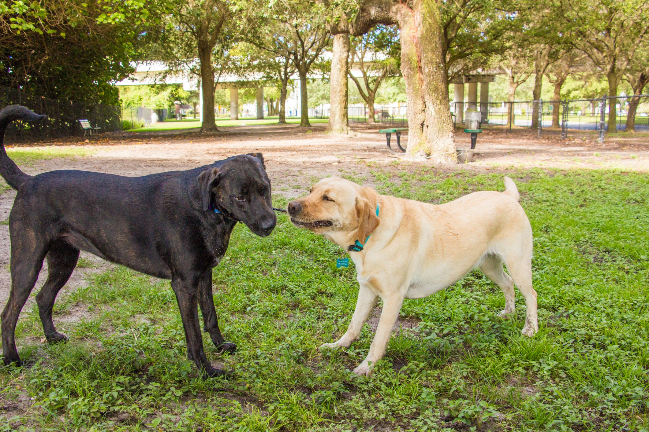 Two dogs stand and sniff each other in a grassy, tree-filled park with scattered picnic tables.