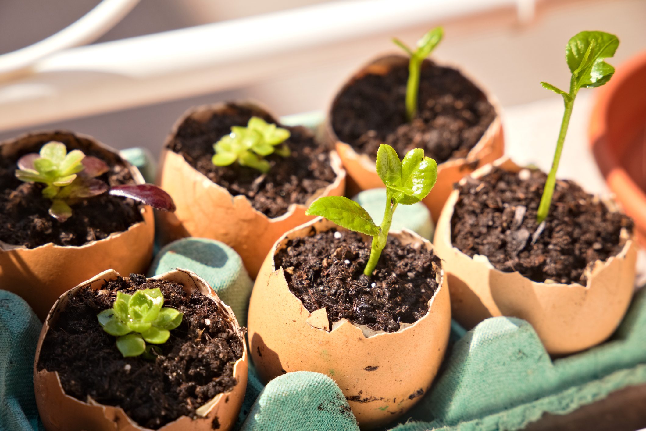 Seedling growth in eggshells. Lemon tree and succulent plants
