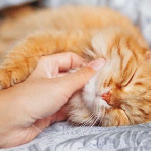 Ginger cat sleeps peacefully, being gently petted by a hand, atop a patterned grey bedspread.