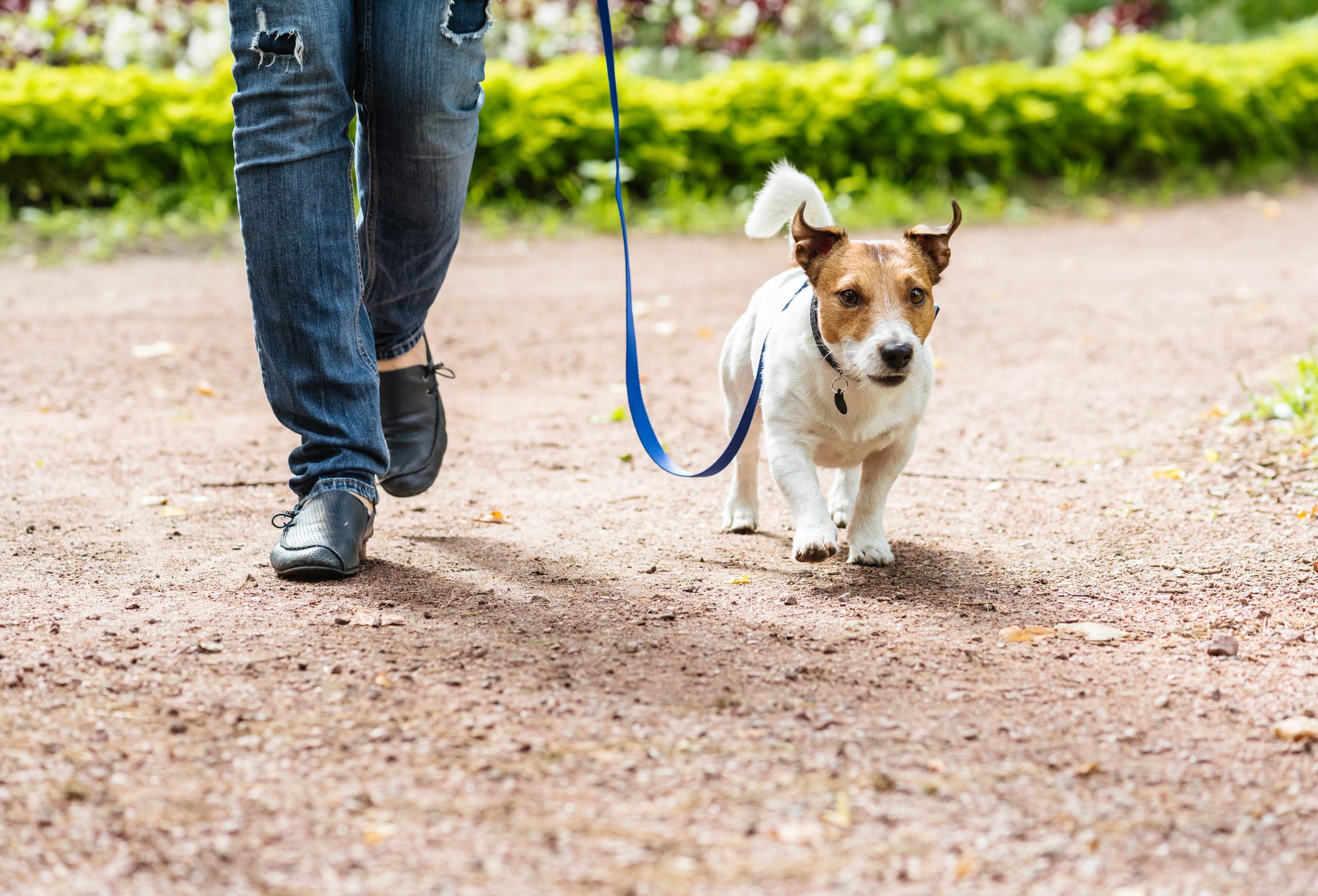 A small dog walks on a leash beside a person in jeans on a dirt path with greenery in the background.