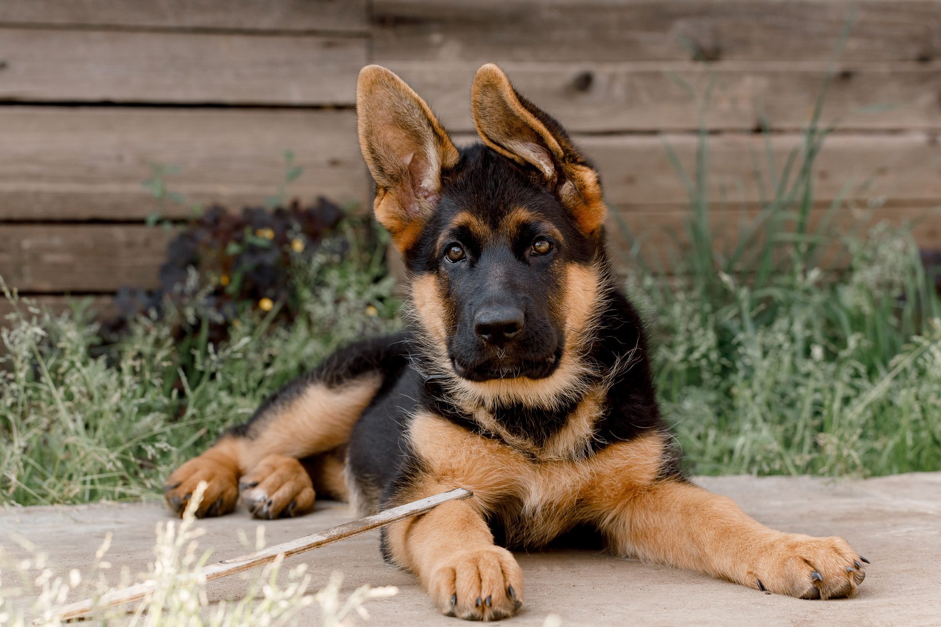 A German Shepherd puppy lies on concrete, holding a stick, surrounded by grass and a wooden fence in the background.