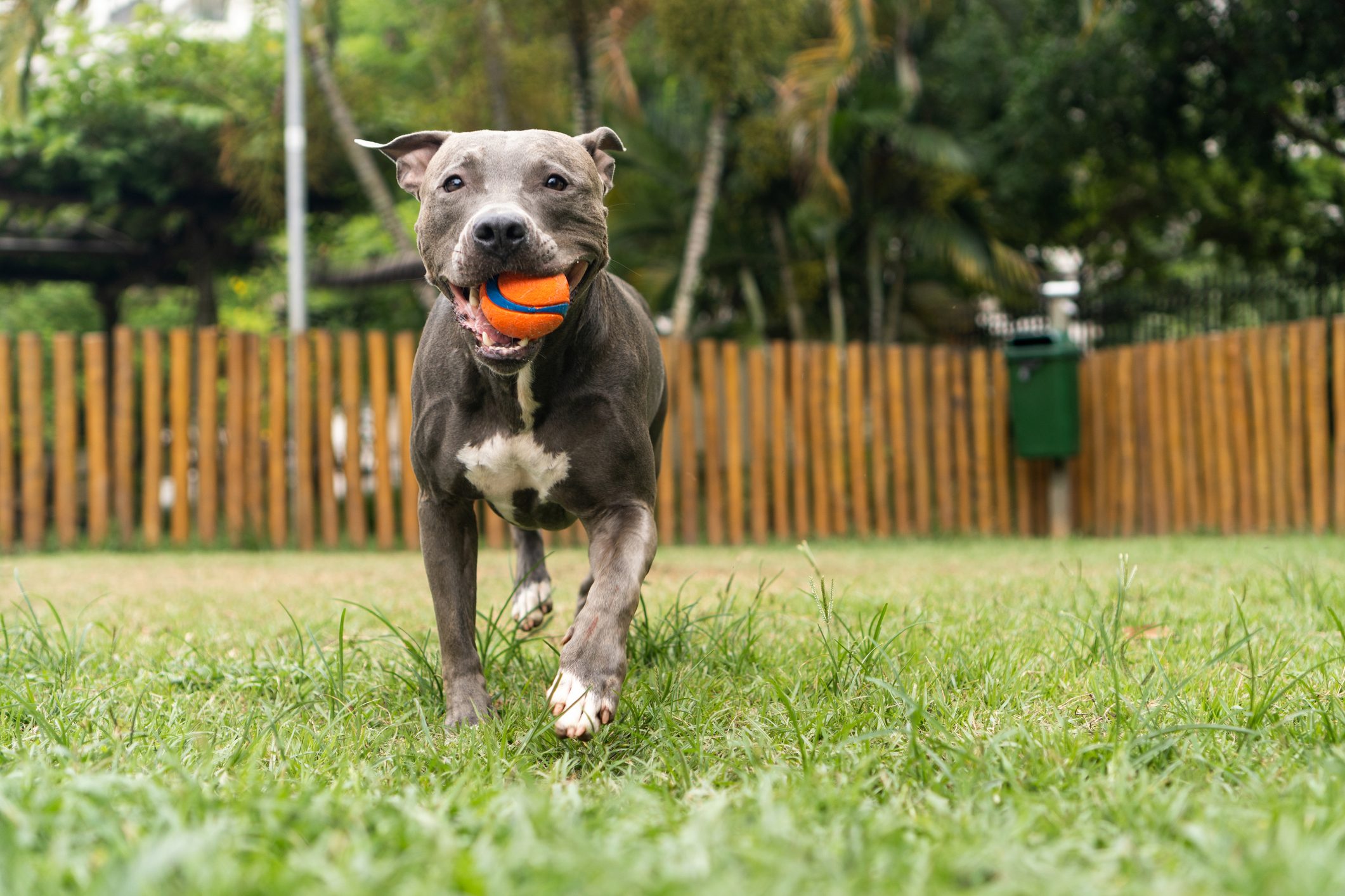 Dog runs with orange ball in mouth, surrounded by lush grass and wooden fence in a park setting.