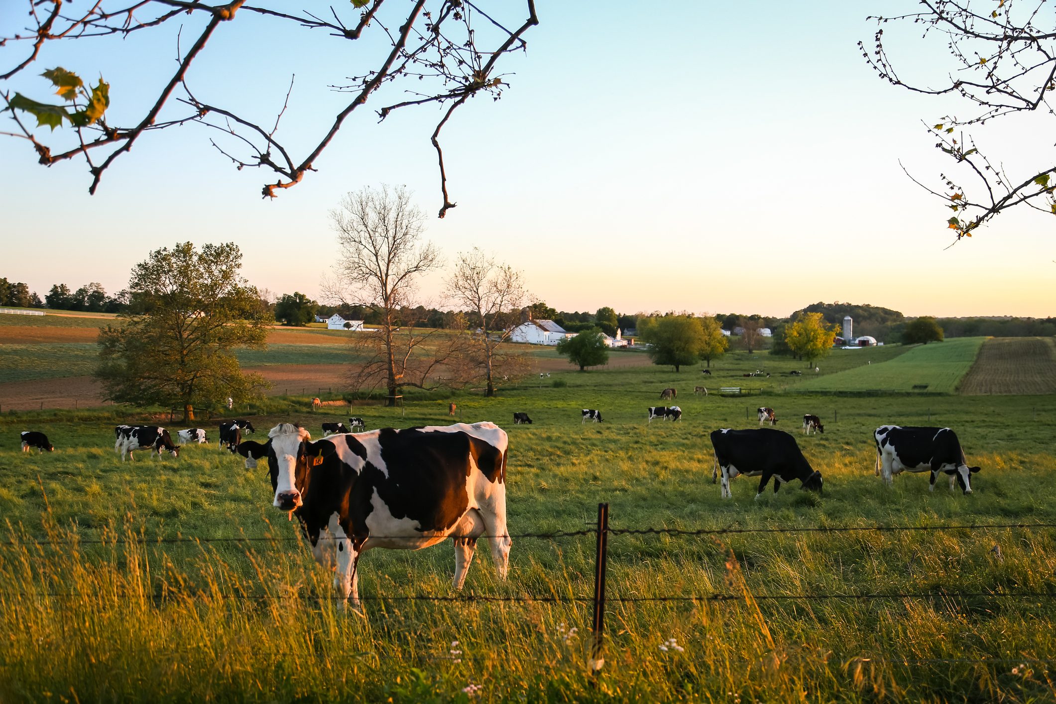 Sunset Cow Meadow