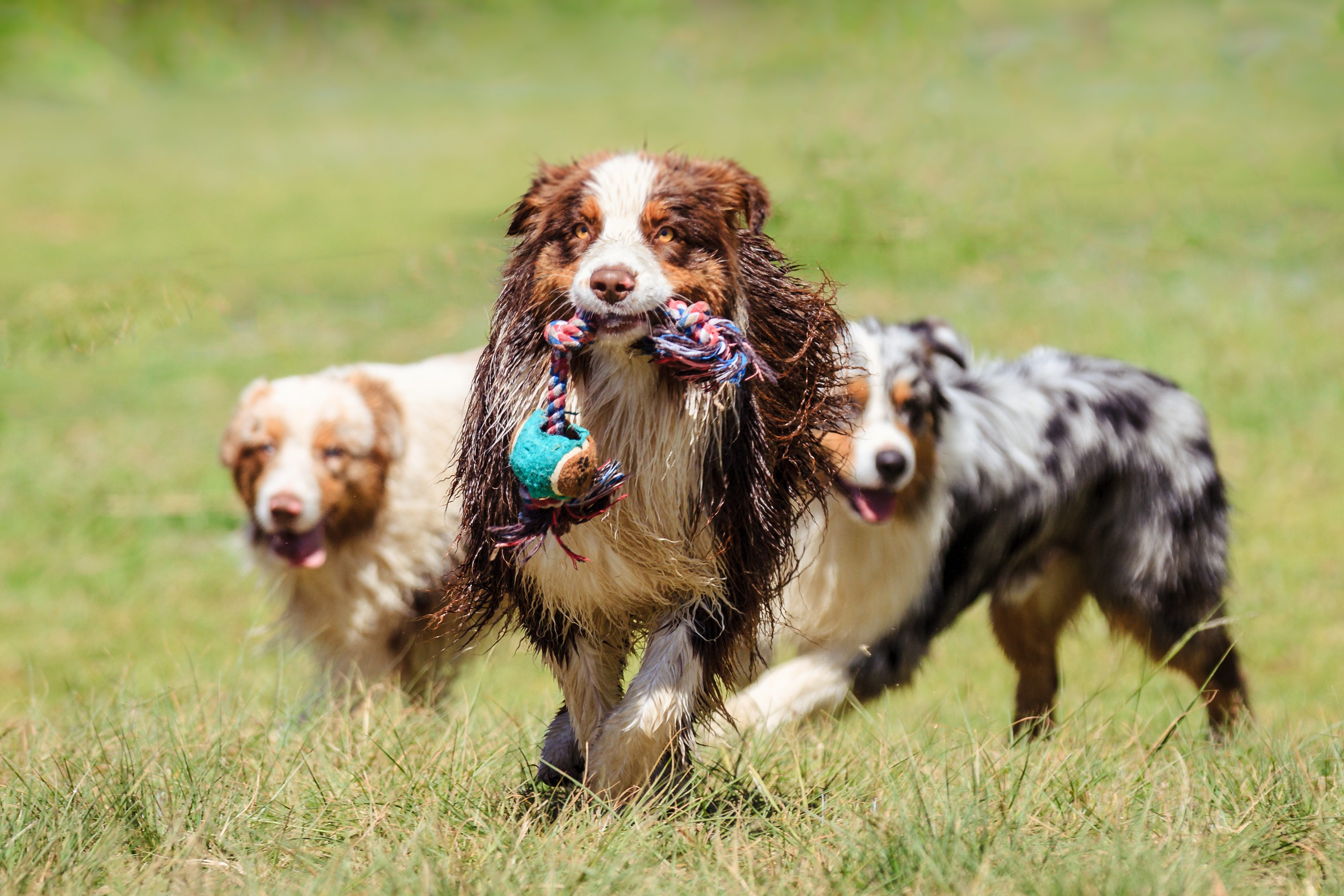Three dogs running across grassy field, one carrying a colorful rope toy, with the other two following behind energetically.