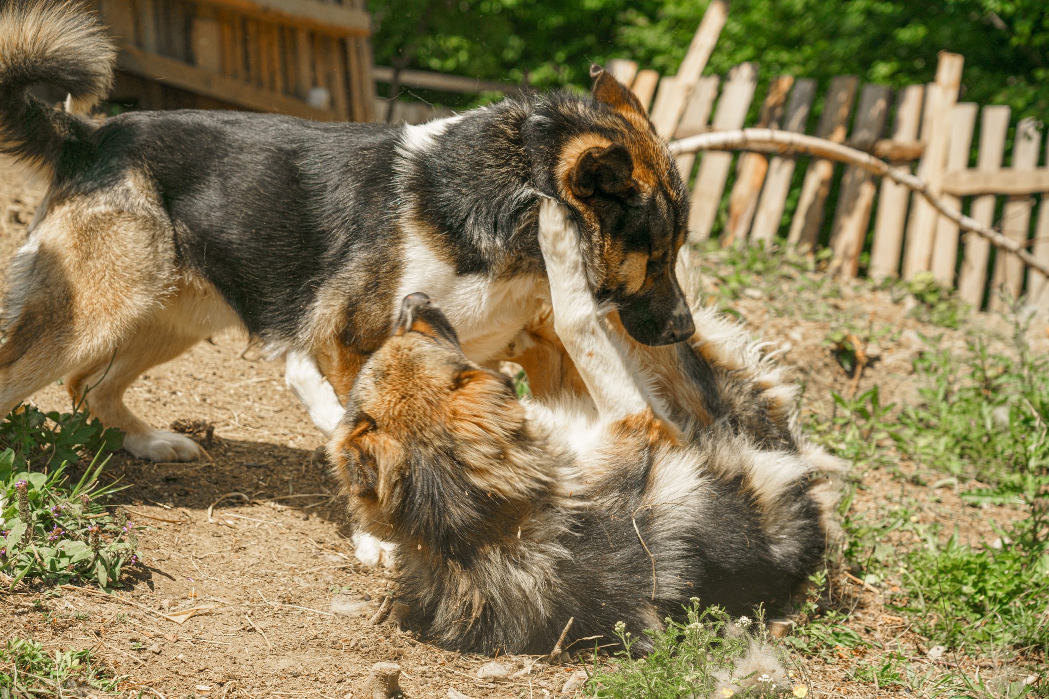 Two dogs playfully wrestle on the ground in a rural yard with a wooden fence and greenery surrounding them.