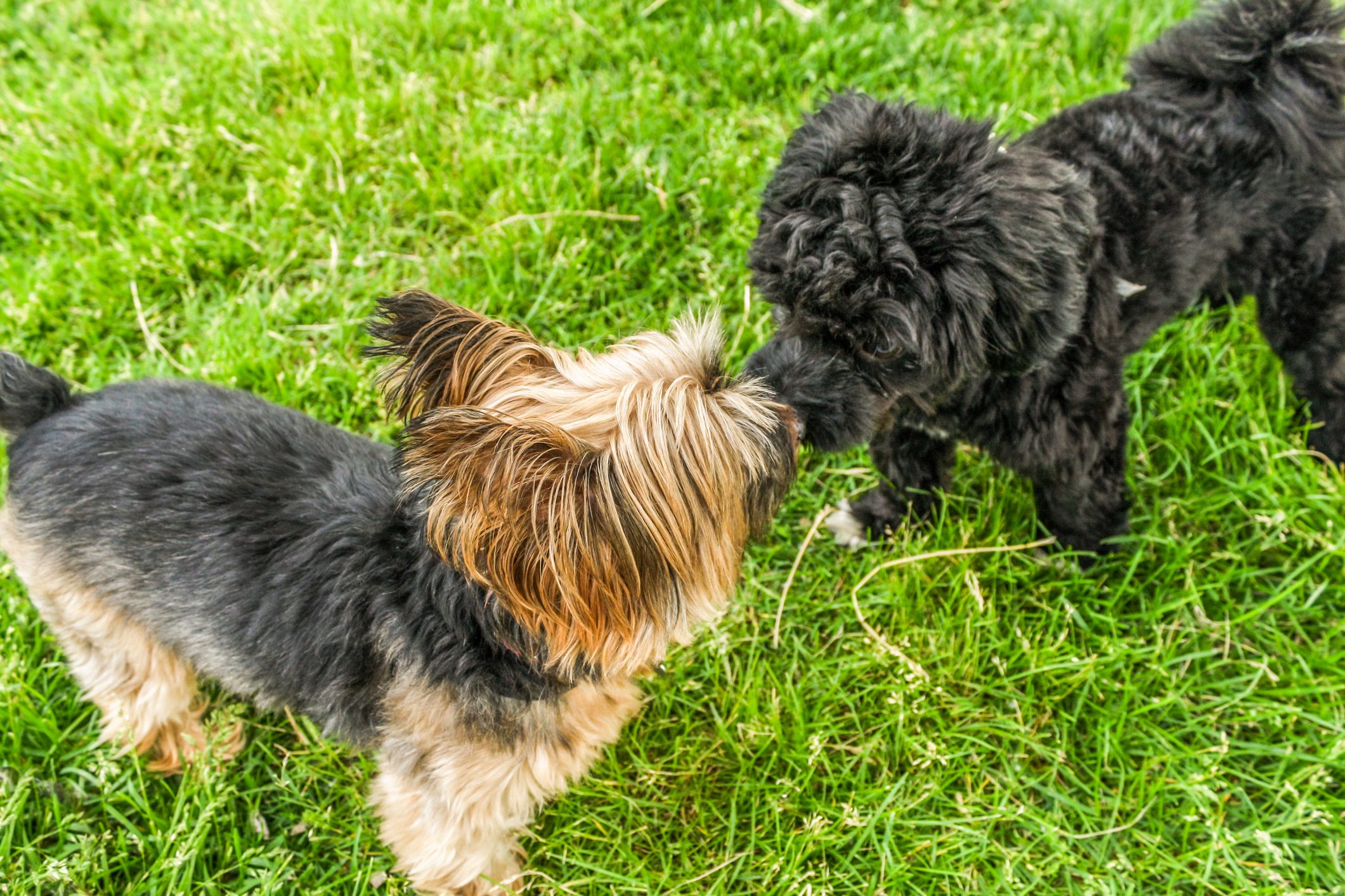 Two small dogs sniff each other on green grass.