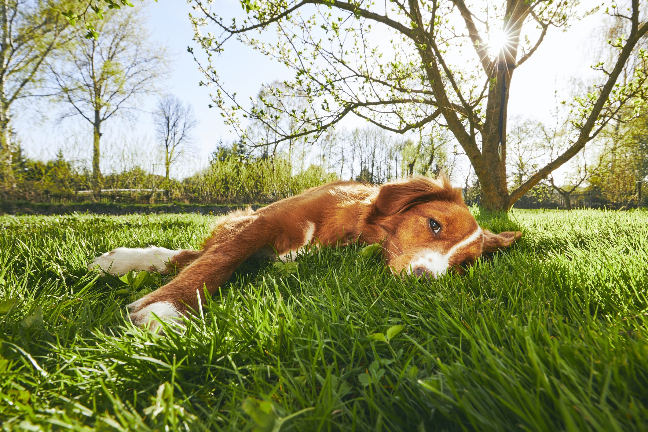 Dog lies lazily on lush grass, sunlit under a tree, with a vibrant spring landscape in the background.