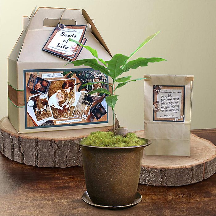 Tree sapling grows in a pot, surrounded by a packaging box with gardening imagery and text, 