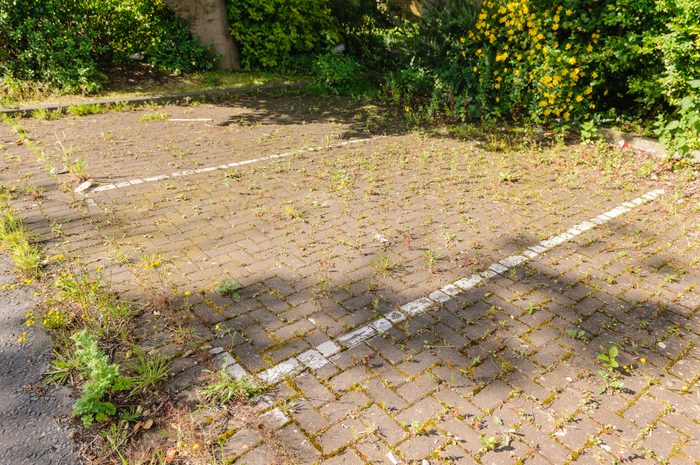 An overgrown, disused car park.