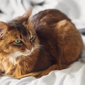 A fluffy brown cat rests, looking alert, on a soft, white bedspread.