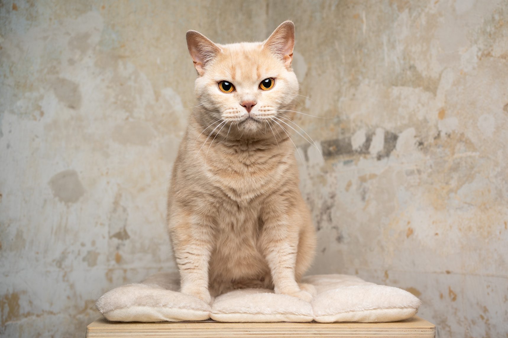 Cat sits on a cushion against a textured wall.