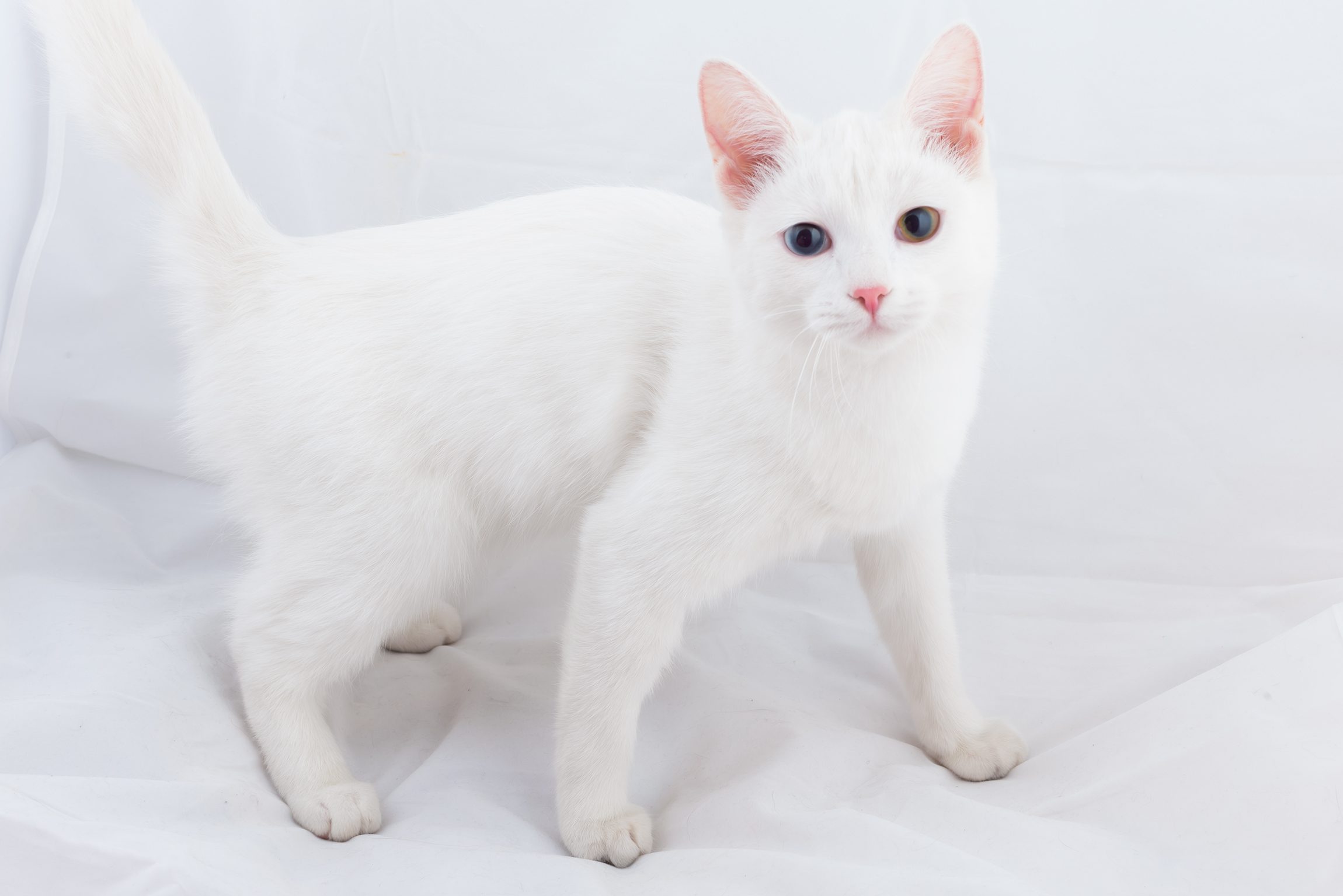 White cat stands on white fabric background, looking forward with alert ears and a slightly raised tail.