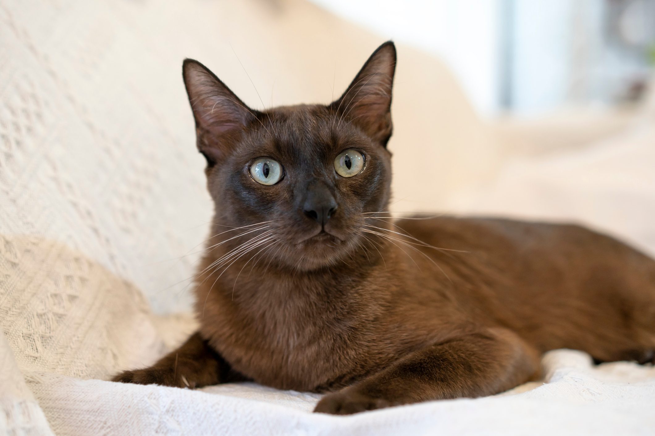 A brown cat lounges attentively on a cream-colored patterned blanket in a softly lit room.