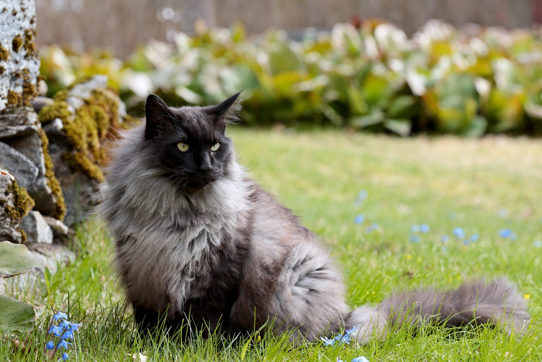 Fluffy grey cat sitting on grass beside a stone wall, surrounded by small blue flowers and blurred greenery.