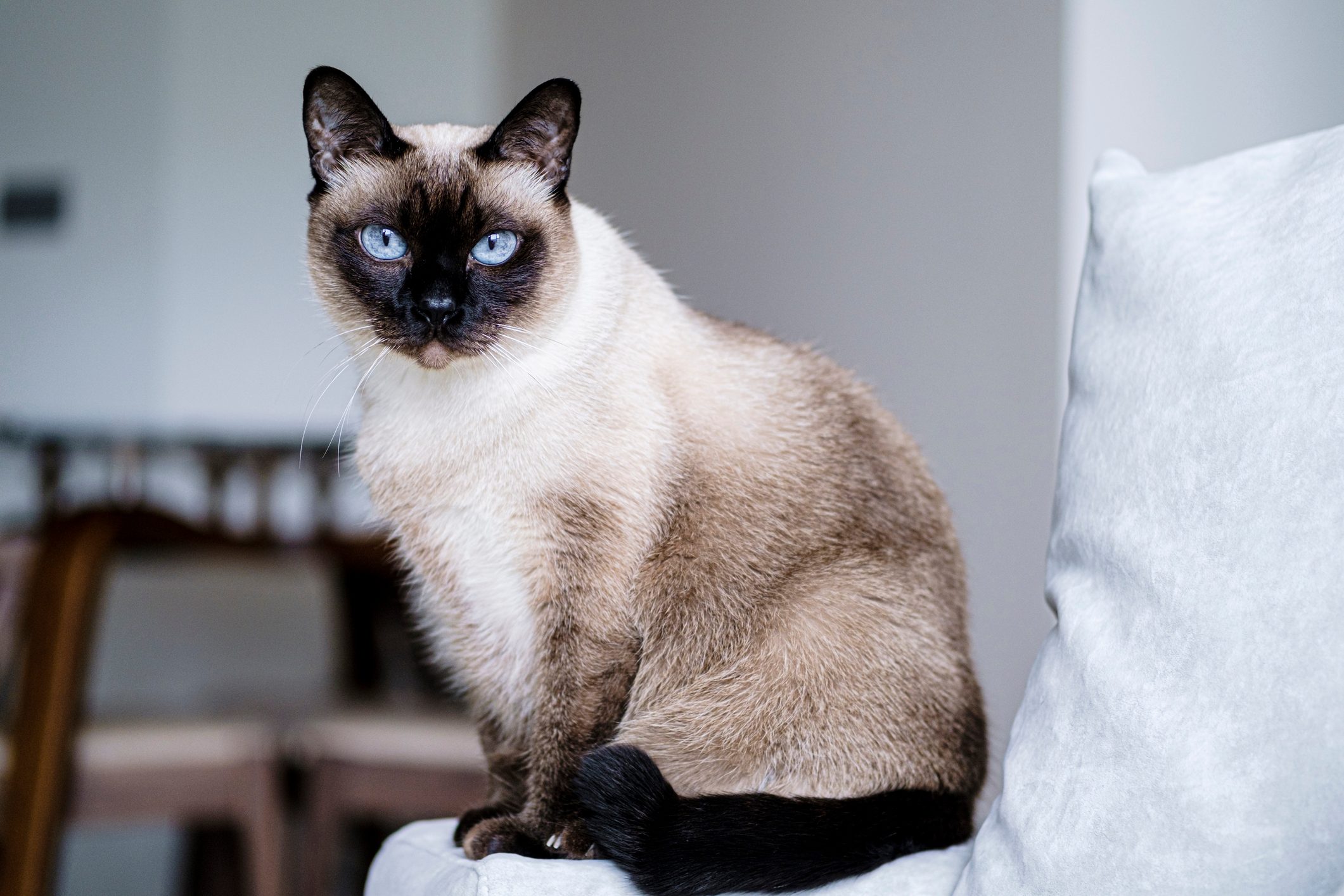 Siamese cat sits attentively on a couch, with a blurred interior setting in the background.