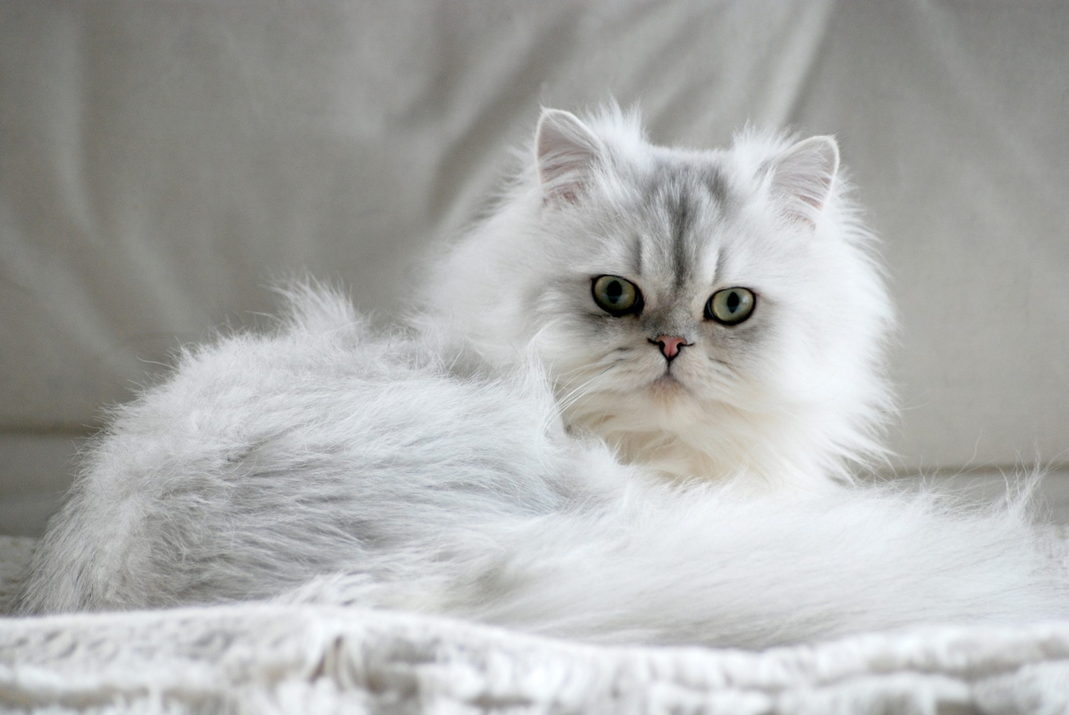 Fluffy white cat rests on a soft blanket, gazing directly forward in an indoor setting.
