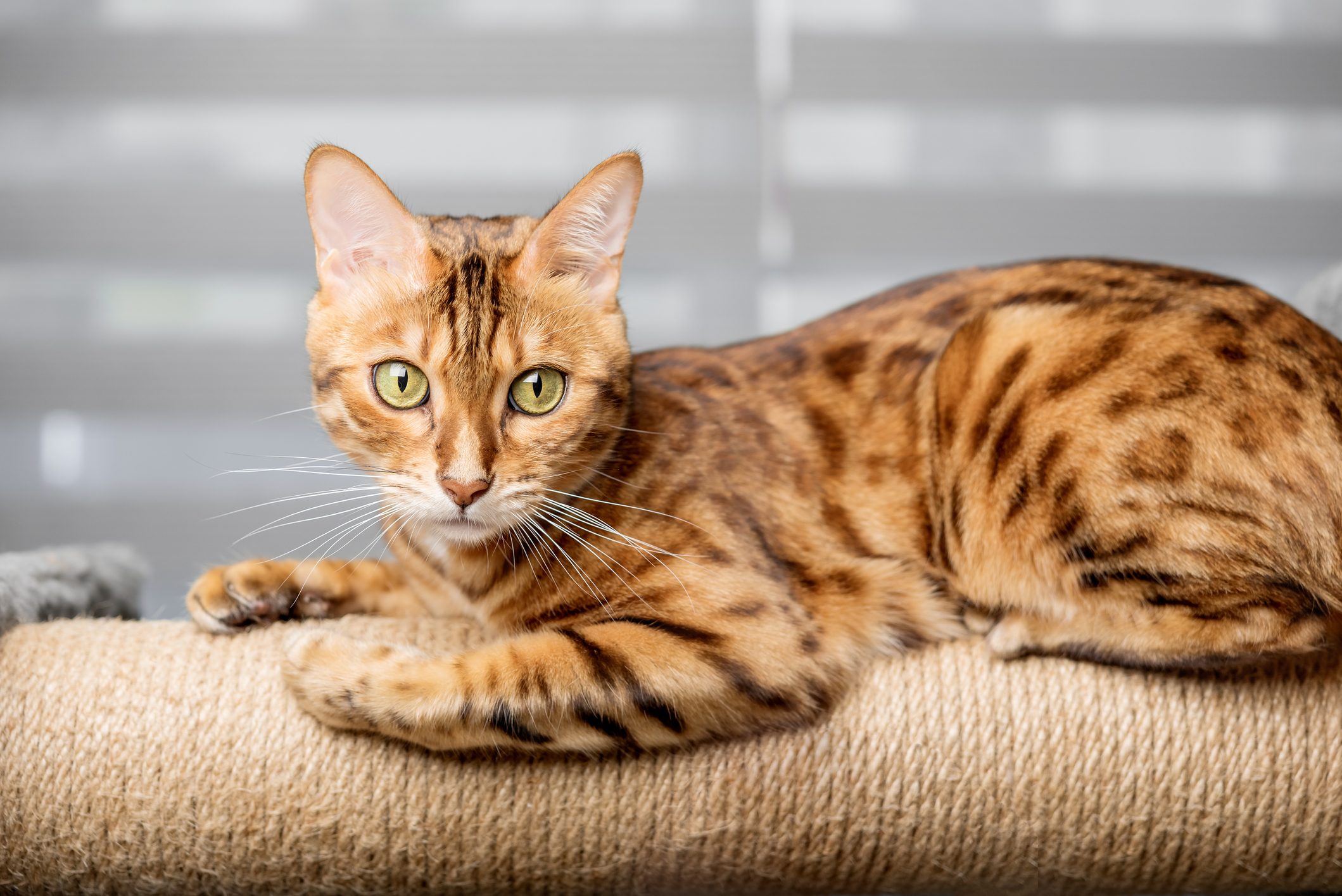 Cat lying on a textured scratcher, gazing intently, indoors with blurred light gray background.