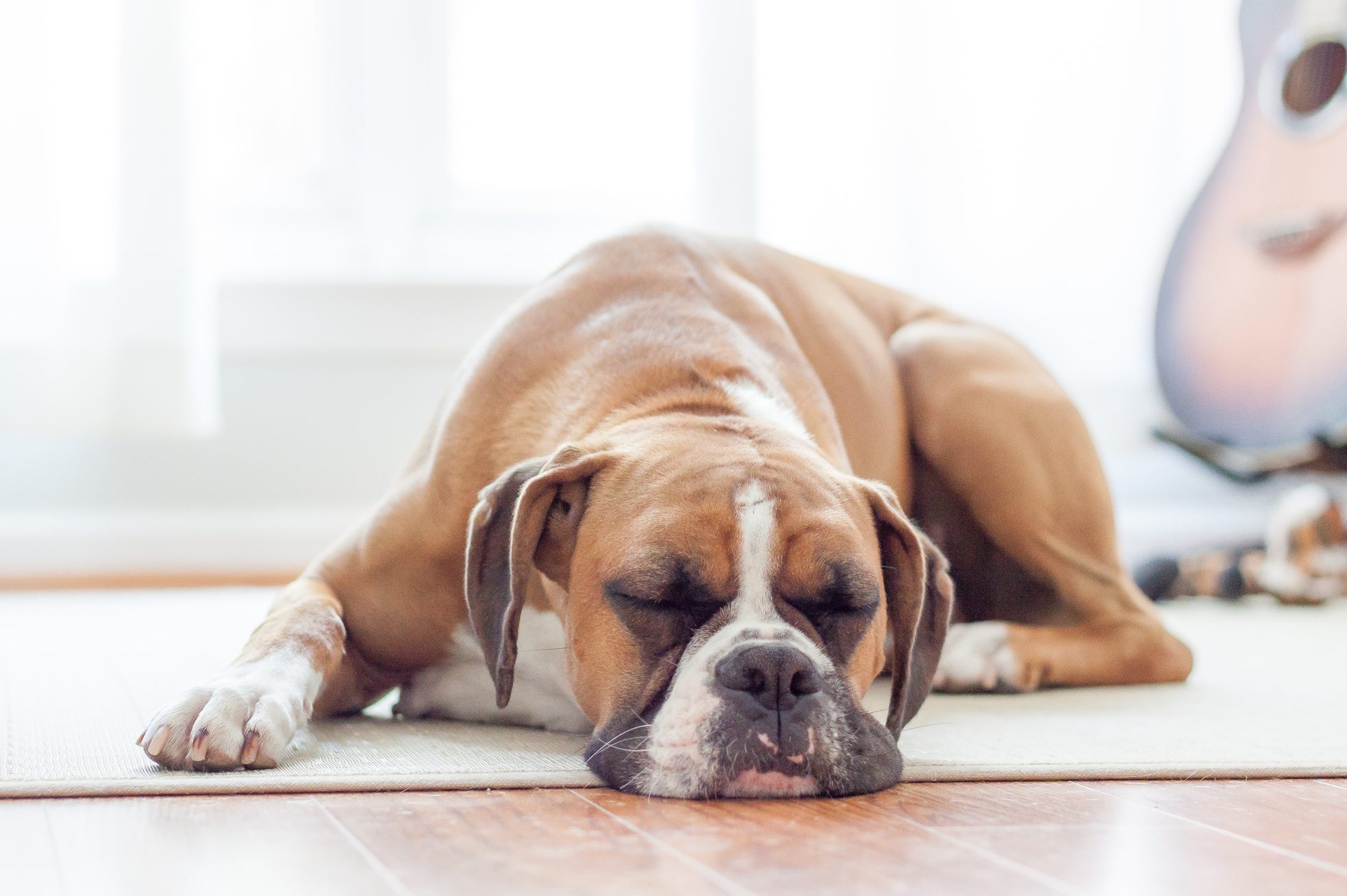 Why Do Dogs Twitch in Their Sleep?