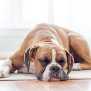 Dog sleeping peacefully on a rug in a bright room, with a guitar partially visible in the background.