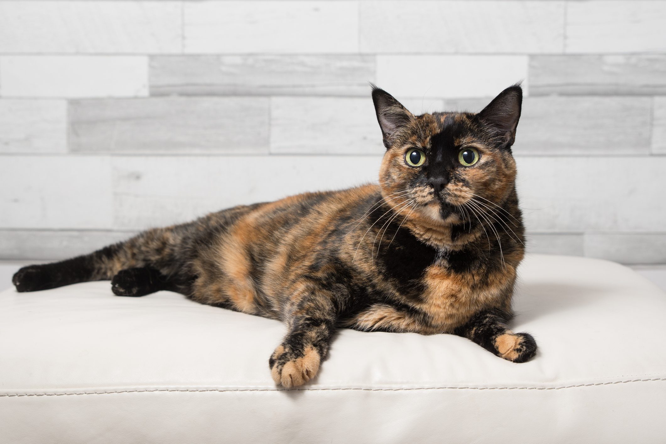 Calico cat rests on a white cushion, looking alert, in front of a light gray wooden panel wall.