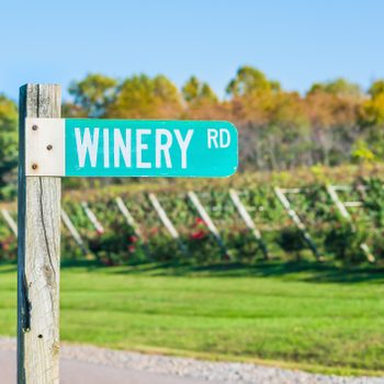 Sign displays "WINERY RD" beside vineyard rows amidst lush greenery and trees.