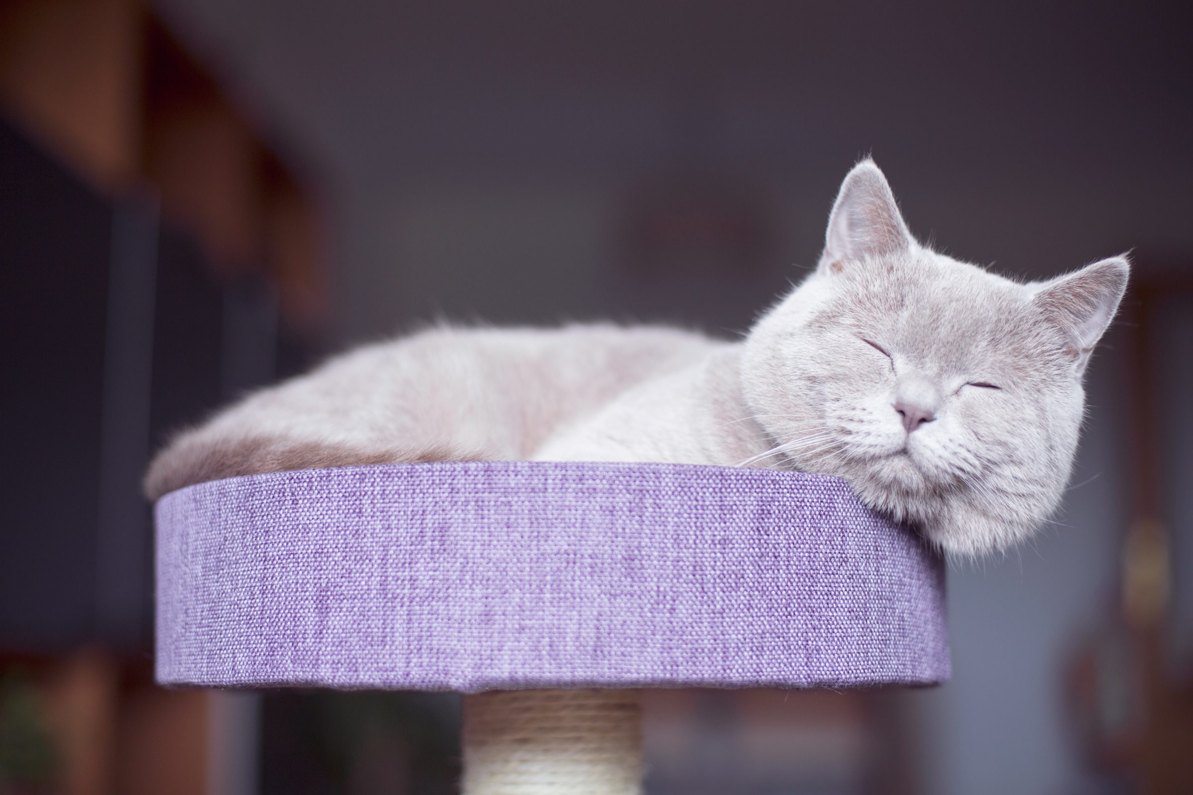 Cat sleeping on purple platform, eyes closed, in dimly lit room.