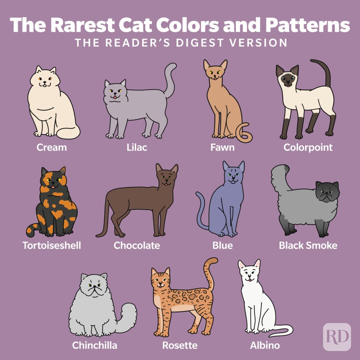 Illustrated cats, featuring various rare colors and patterns, are labeled: cream, lilac, fawn, colorpoint, tortoiseshell, chocolate, blue, black smoke, chinchilla, rosette, albino.