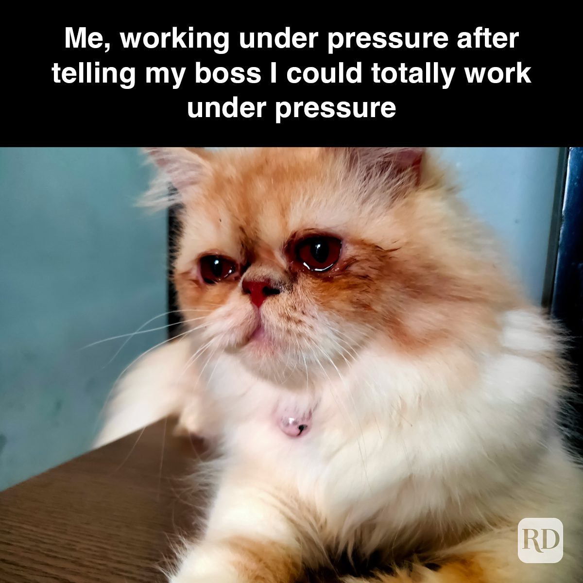 75 Cat Crying Gettyimages 1303791905