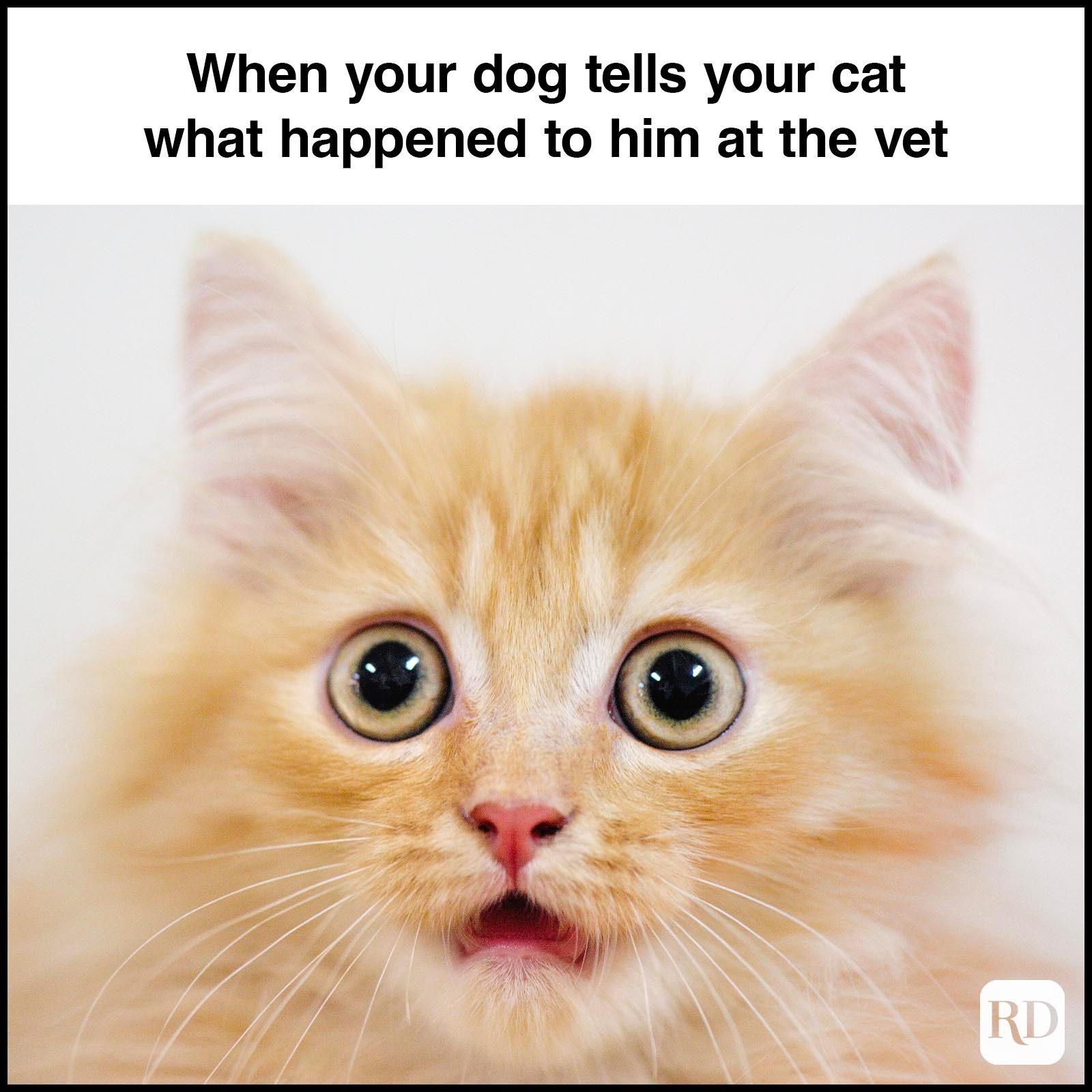 Dark Humor Memes 32 Gettyimages 175833954